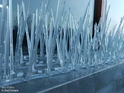 Bird Spikes